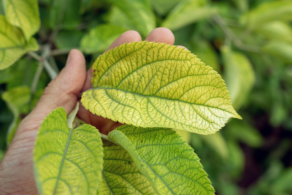 caring for sick trees