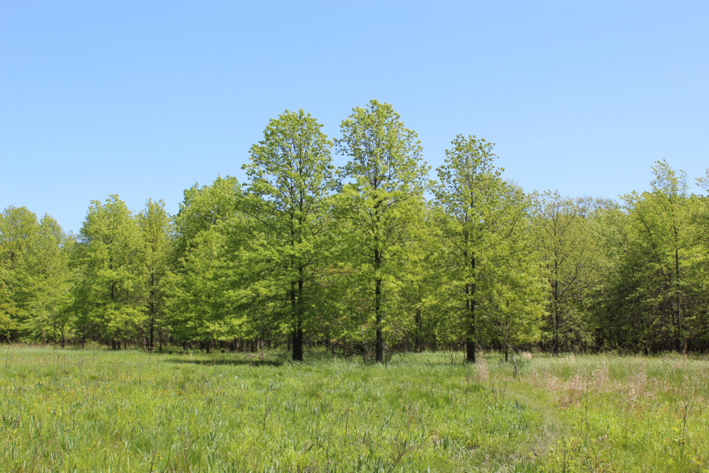 Common Diseases in Pin Oak Trees