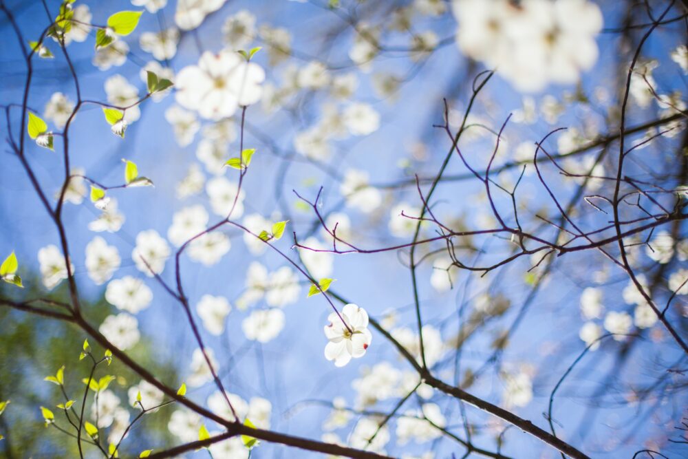 Is Your Dogwood Tree Suffering from Anthracnose Disease?