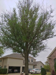 advanced tree service and landscaping