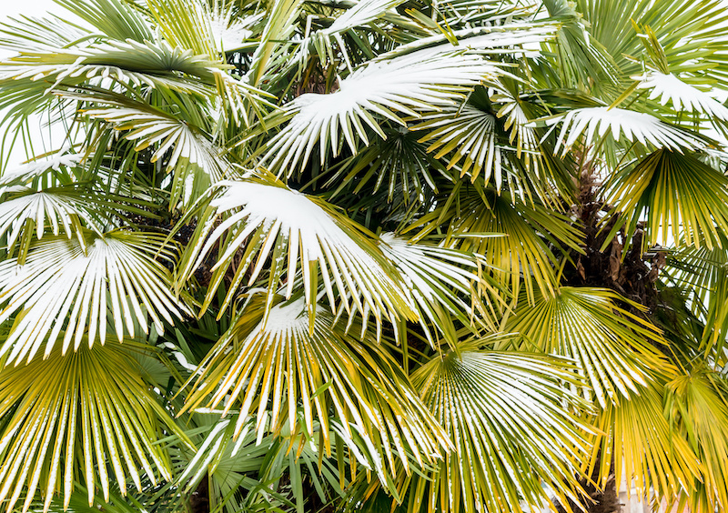 frozen palm