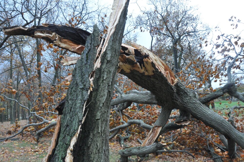 How to Protect Trees from Lightning Advanced Tree & Shrub Care, Inc.