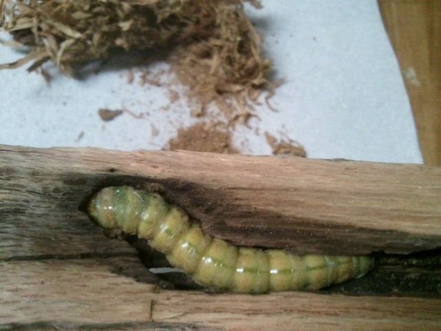 carpenter worm in wood