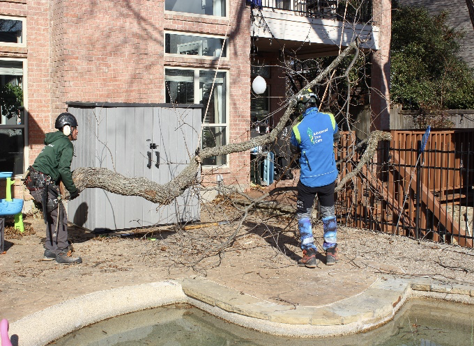 tree surgery & removal