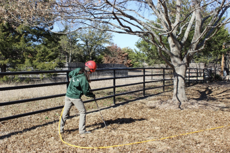 tree health