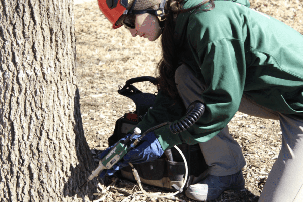 A worker at Advanced Tree Care nursing a tree back to health