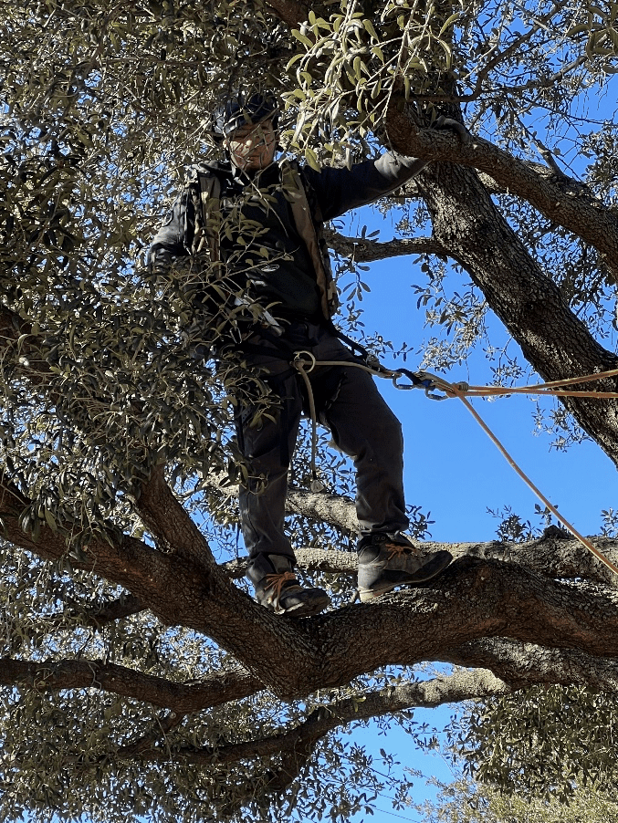 A man working for Advanced Tree Care doing tree pruning