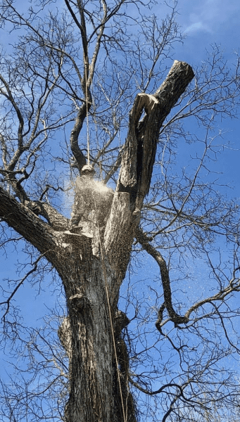 A man working for Advanced Tree Care trimming a tree