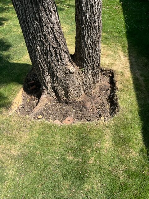 air spade root exposure