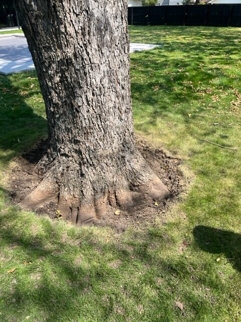 air spade root exposure