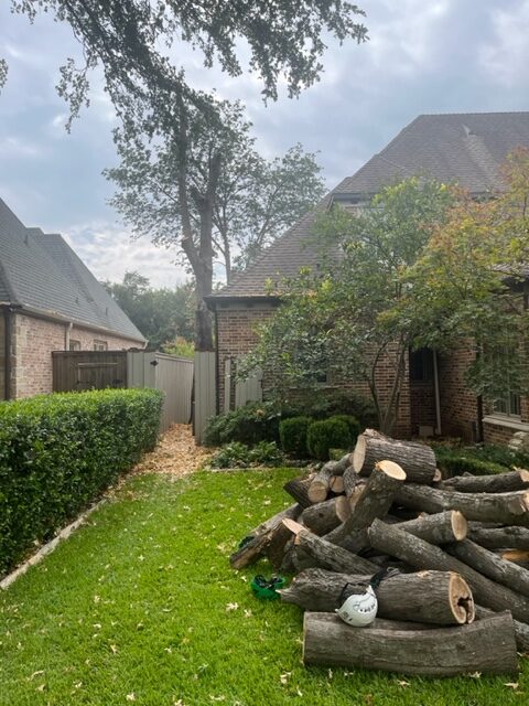 tree removal