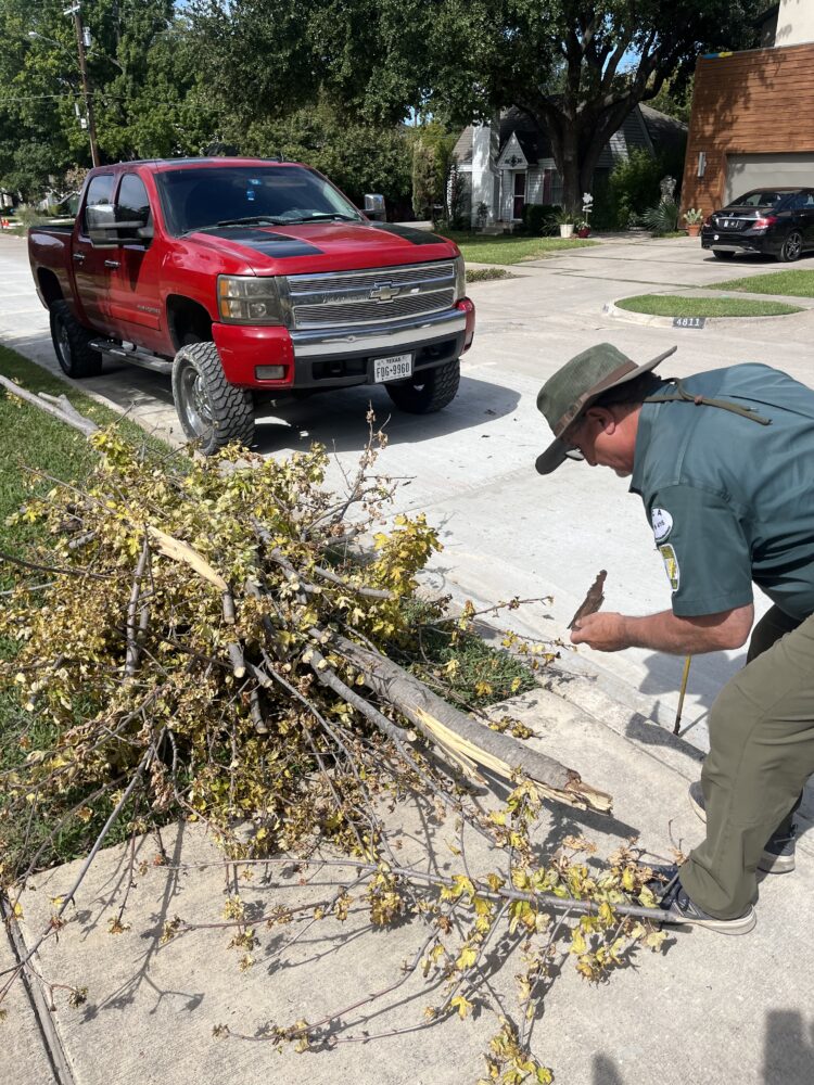 tree health diagnosis