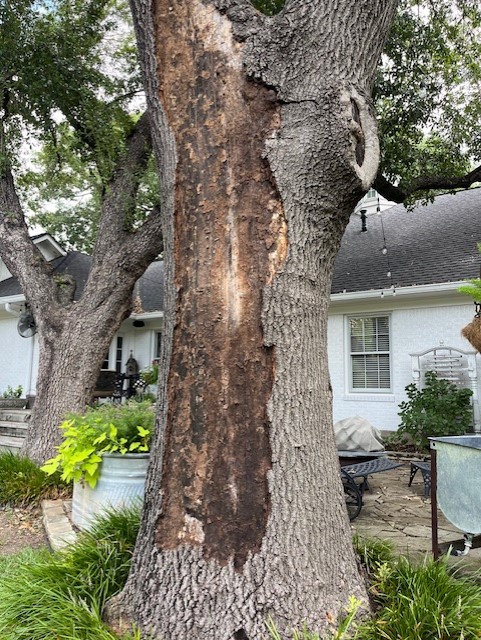 Ganoderma Fungus
