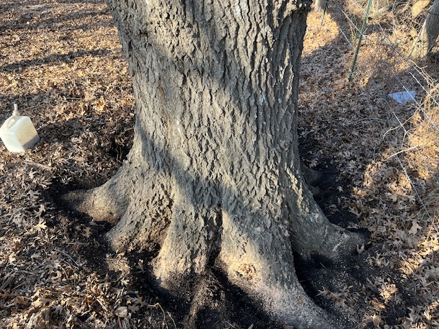 root flare spade exposure