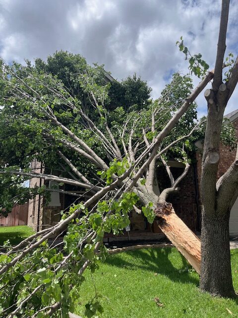 Emergency Tree Removal