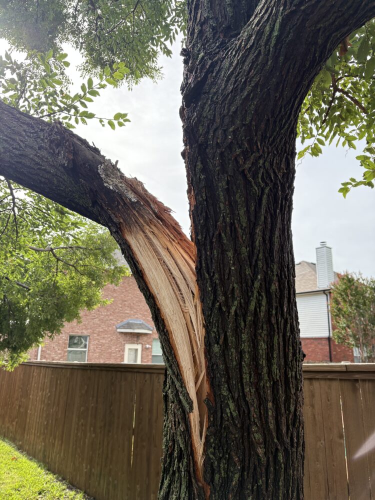 Emergency Tree Removal