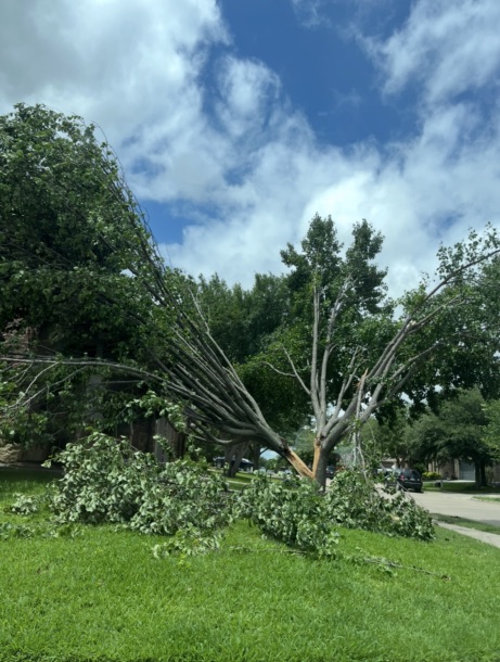Emergency Tree Removal