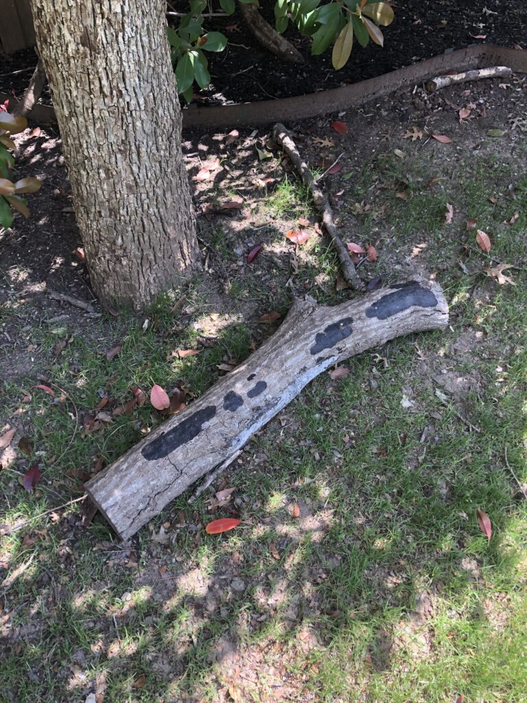 Canker Disease in Trees: What North Texas Homeowners Need to Know