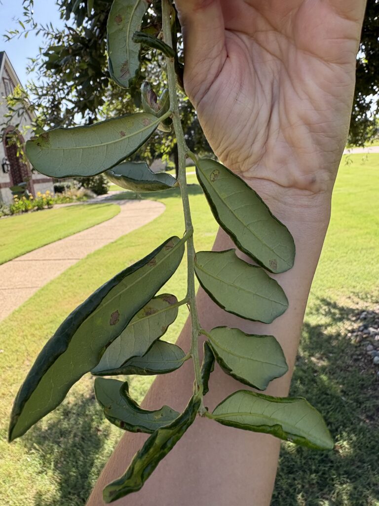 Cupping and Curling Leaves on Live Oaks, Is Your Tree Dehydrated? Cupping and Curling Leaves on Live Oaks, Is Your Tree Dehydrated?