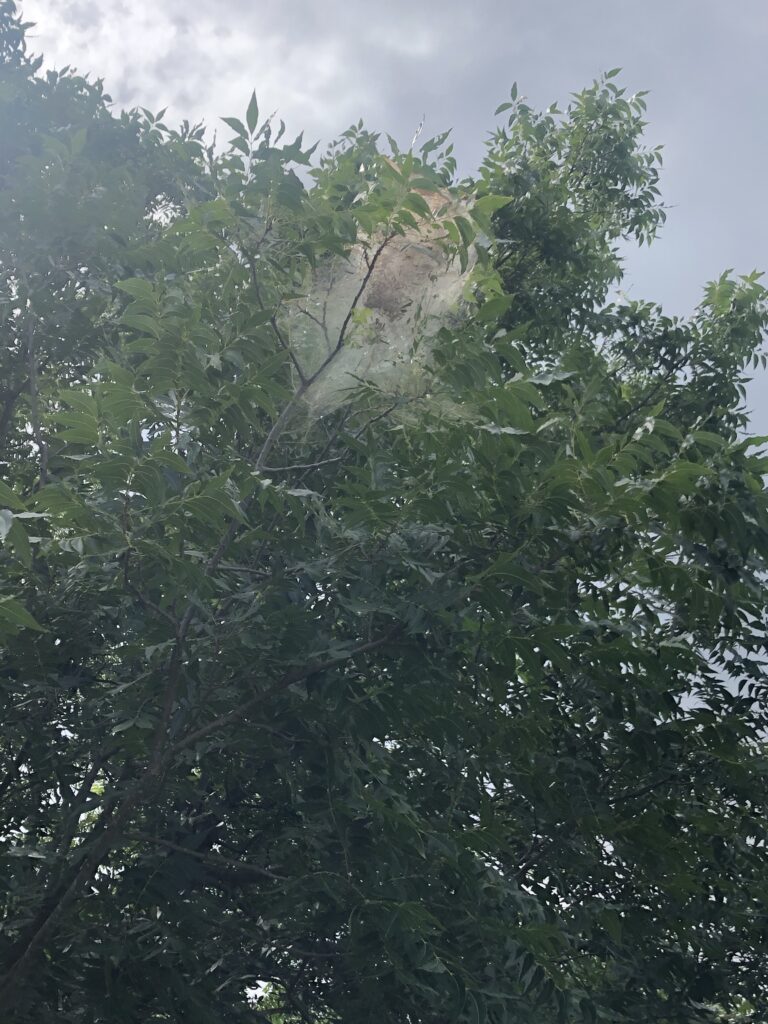 Are Webworms on Pecan Trees Dangerous, and Should You Remove Them? Are Webworms on Pecan Trees Dangerous, and Should You Remove Them?